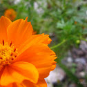 Orange Cosmos