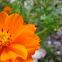Orange Cosmos