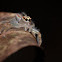 White Jumping Spider