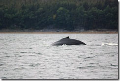 Alaska 0908 004 Humpback Whale