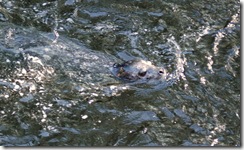 Alaska 0908 025