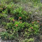 Indian Blanketflower