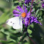 Cabbage White Butterfly