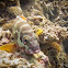 Blacktip Grouper