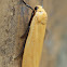 moth
