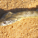 Cobra-de-Água-Viperina