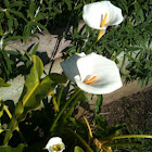 Calla Lily