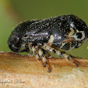 Frog Hopper (Adult Male)