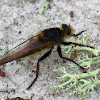 Robber fly