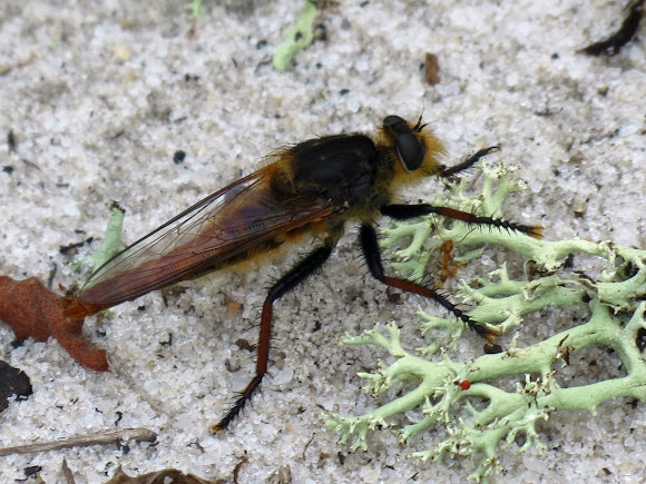 Spotting Image 1