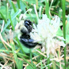 Bumblebee