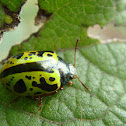 Escarabajo caligráfico