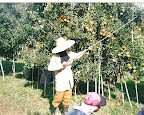 orange farm.jpg