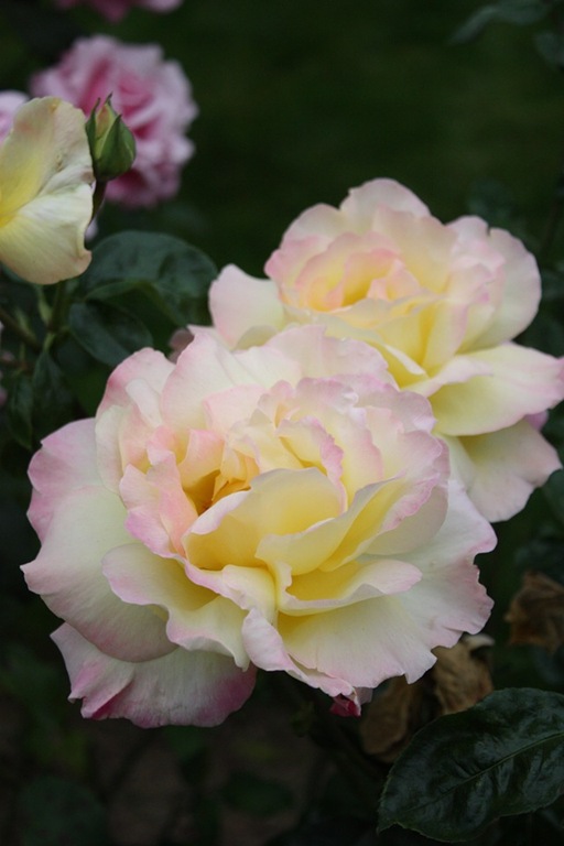 [DPP_00081.jpg]