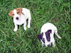 Vendo Cachorritas Jack Russell Terrier Puras