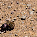 Dung Beetle