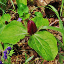 Sessile Trillium