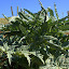 Globe Artichoke