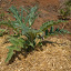 Artichoke 'Violetto'