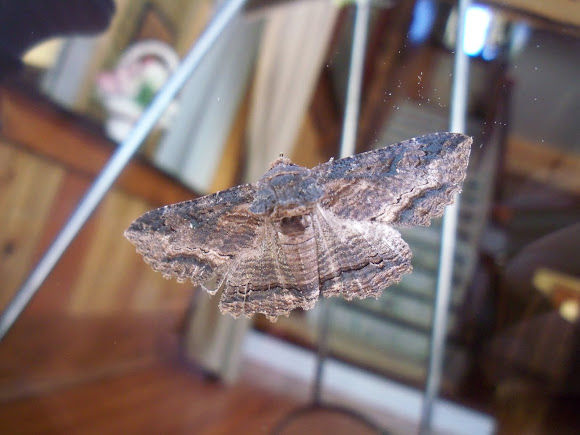 Spotting Image 1