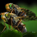 Fruit Fly