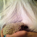 African Pygmy Hedgehog