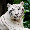 White Tiger