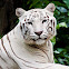 White Tiger