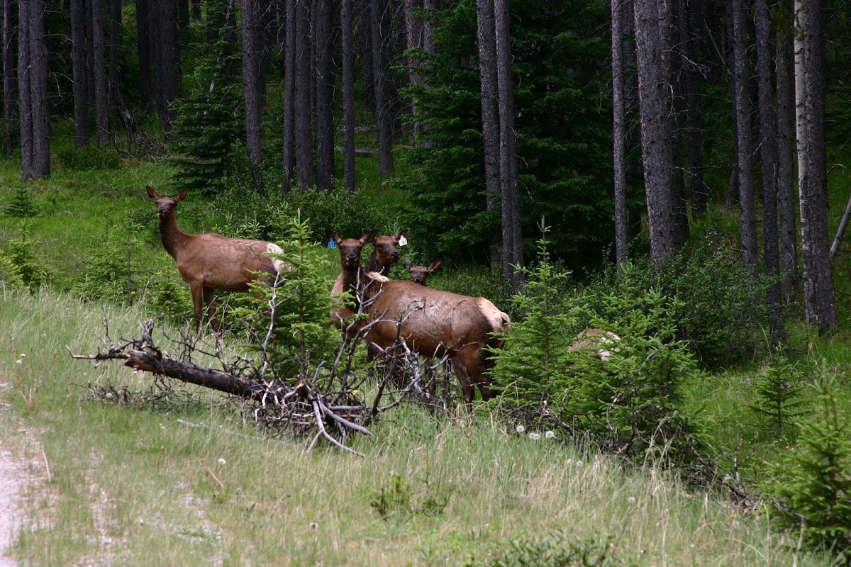 Elk