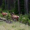 Elk