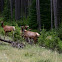 Elk