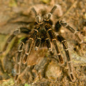Tarantula