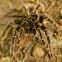 Tarantula