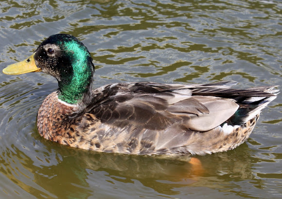 Spotting Image 1