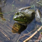 American Bullfrog