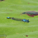 Lilypad Forktail