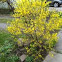 Forsythia