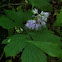 Virginia Waterleaf