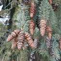 Spruce Tree