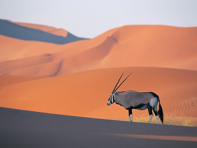 [Oryx Antelope[3].jpg]