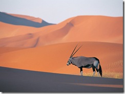 A lone oryx antelope.