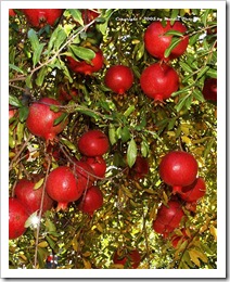 pomegranate-wonderful