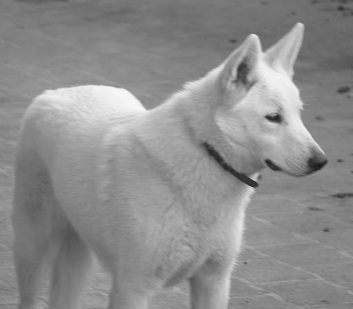 Freyja is one