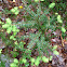 Hemlock