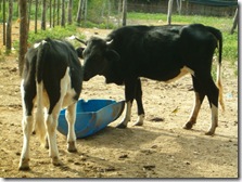 HPIM3870 vaca y ternero