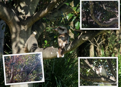 20080919 Sydney Park kookaburras