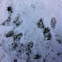 Grey squirrels