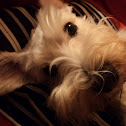 Dog Schnauzer