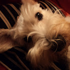 Dog Schnauzer