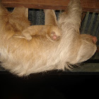 Hoffmann's two-toed sloth